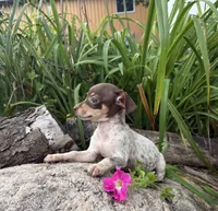 Sasha , a female Chiweenie for sale in Chariton, IA – 4 of 4