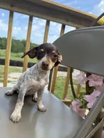 Sasha , a female Chiweenie for sale in Chariton, IA – 6 of 7