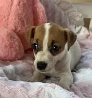 Zoey, a female Jack Russell Terrier for sale in Chariton, IA – 4 of 5