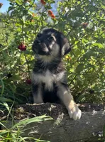  Luna, a female German Shepherd Dog for sale in Chariton, IA – 2 of 5
