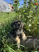  Luna, a female German Shepherd Dog for sale in Chariton, IA – 3 of 5