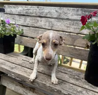 Sadie , a female Chiweenie for sale in Chariton, IA – 1 of 3