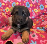 Luna, a female German Shepherd Dog for sale in Chariton, IA – 3 of 3