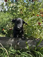 Bean , a male German Shepherd Dog and Siberian Husky for sale in Chariton, IA – 2 of 4