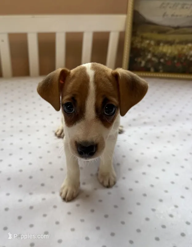 Zoey – Jack Russell Terrier puppy for sale in Chariton, IA