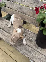 Sadie , a female Chiweenie for sale in Chariton, IA – 3 of 3