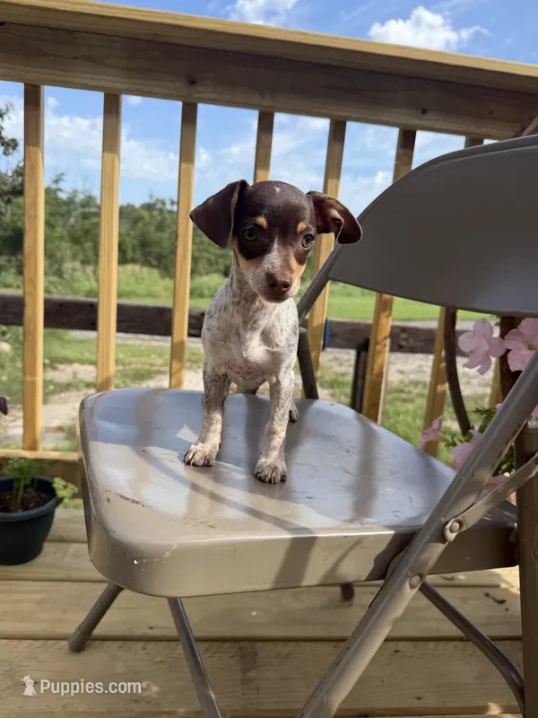 Sasha  – Chiweenie puppy for sale in Chariton, IA