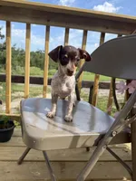 Sasha , a female Chiweenie for sale in Chariton, IA – 1 of 7