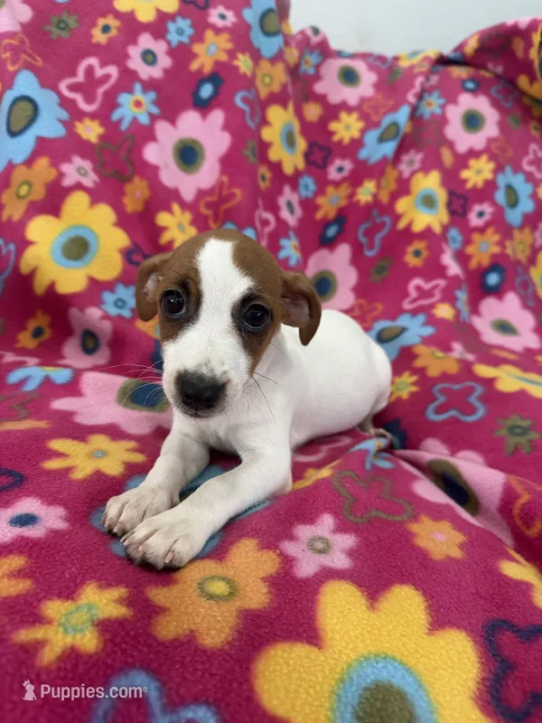 Ivy – Jack Russell Terrier puppy for sale in Chariton, IA