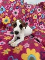 Ivy, a female Jack Russell Terrier for sale in Chariton, IA – 1 of 4