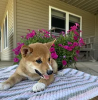 Mika, a male Shiba Inu for sale in Chariton, IA – 3 of 4