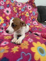 Ivy, a female Jack Russell Terrier for sale in Chariton, IA – 2 of 4