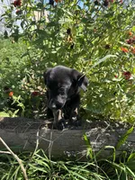Bean , a male German Shepherd Dog and Siberian Husky for sale in Chariton, IA – 4 of 4