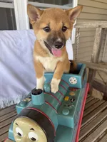 Winnie, a female Shiba Inu for sale in Chariton, IA – 2 of 4