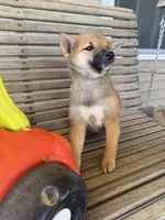 Hailey , a female Shiba Inu for sale in Chariton, IA – 3 of 5