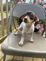 Sasha , a female Chiweenie for sale in Chariton, IA – 3 of 7