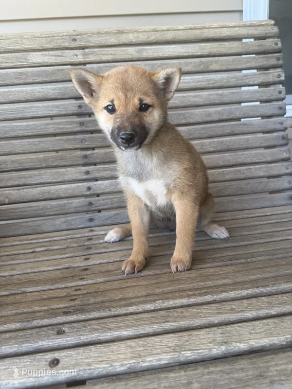 Hailey  – Shiba Inu puppy for sale in Chariton, IA