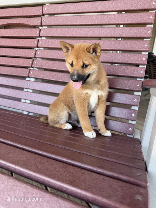 Yoshi  – Shiba Inu puppy for sale in Chariton, IA