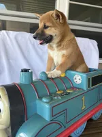 Winnie, a female Shiba Inu for sale in Chariton, IA – 4 of 4