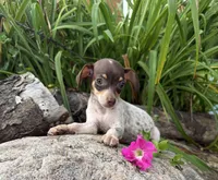 Sasha , a female Chiweenie for sale in Chariton, IA – 3 of 4