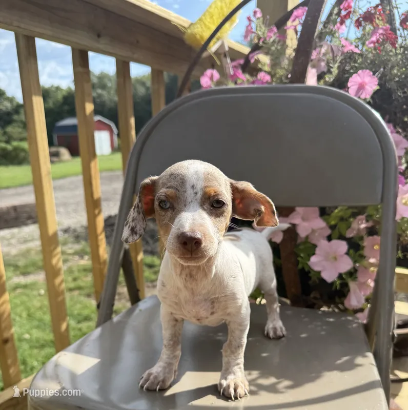 Samson – Chiweenie puppy for sale in Chariton, IA