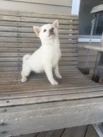 Honey , a female Shiba Inu for sale in Chariton, IA – 5 of 5