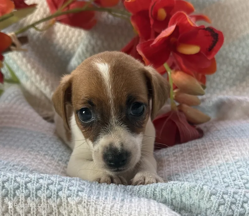 Zach – Jack Russell Terrier puppy for sale in Chariton, IA