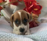 Zach, a male Jack Russell Terrier for sale in Chariton, IA – 1 of 4