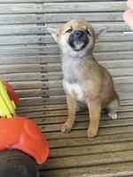 Hailey , a female Shiba Inu for sale in Chariton, IA – 4 of 5