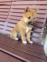 Yoshi , a male Shiba Inu for sale in Chariton, IA – 4 of 6