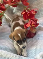 Zach, a male Jack Russell Terrier for sale in Chariton, IA – 4 of 4