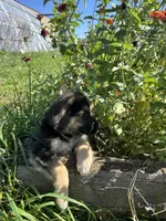  Luna, a female German Shepherd Dog for sale in Chariton, IA – 5 of 5