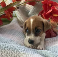 Zach, a male Jack Russell Terrier for sale in Chariton, IA – 2 of 4