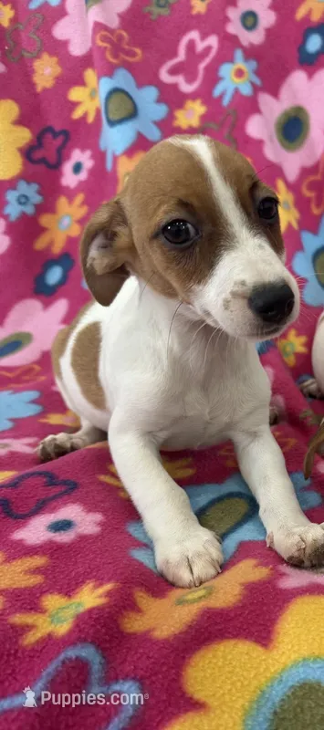 Lola – Jack Russell Terrier puppy for sale in Chariton, IA