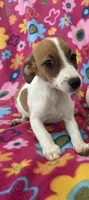 Lola, a female Jack Russell Terrier for sale in Chariton, IA – 1 of 6