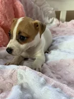 Zoey, a female Jack Russell Terrier for sale in Chariton, IA – 5 of 5