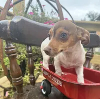 Sage , a female Chiweenie for sale in Chariton, IA – 3 of 5
