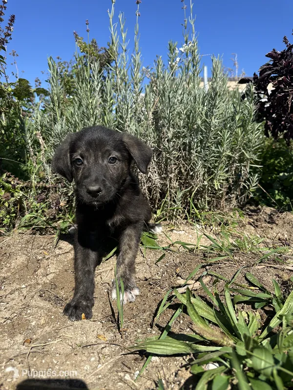 Bear – German Shepherd Dog, Siberian Husky puppy for sale in Chariton, IA