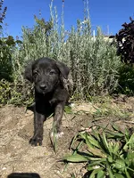 Bear, a male German Shepherd Dog and Siberian Husky for sale in Chariton, IA – 1 of 4