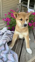 Mika, a male Shiba Inu for sale in Chariton, IA – 2 of 4