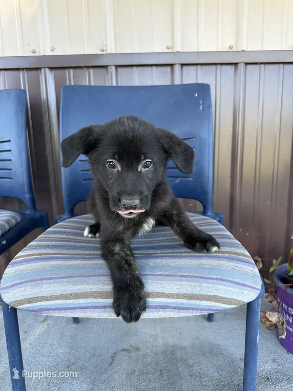 Milo – German Shepherd Dog, Siberian Husky puppy for sale in Chariton, IA