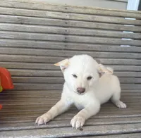 Honey , a female Shiba Inu for sale in Chariton, IA – 4 of 5