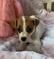 Zoey, a female Jack Russell Terrier for sale in Chariton, IA – 3 of 5