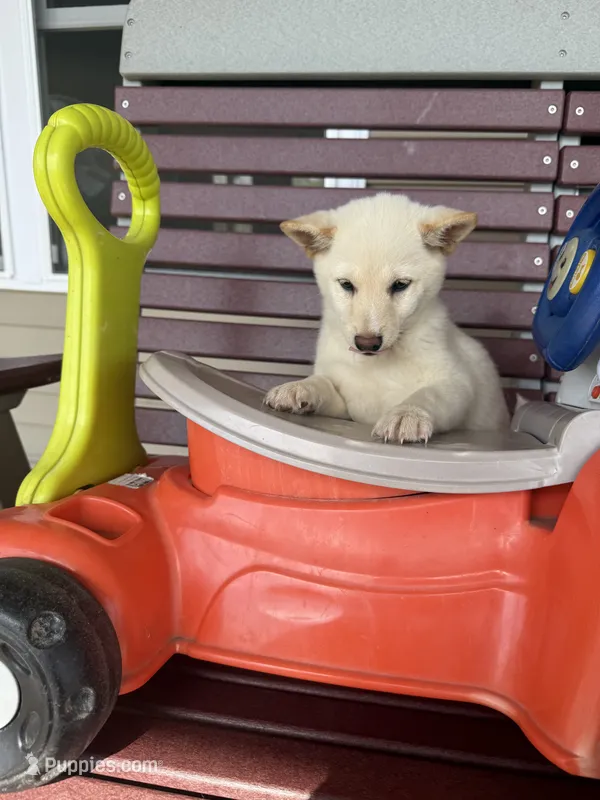 Honey  – Shiba Inu puppy for sale in Chariton, IA