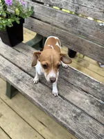 Scout , a male Chiweenie for sale in Chariton, IA – 3 of 4