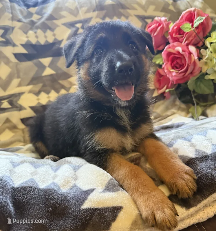Luna – German Shepherd Dog puppy for sale in Chariton, IA