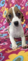 Lola, a female Jack Russell Terrier for sale in Chariton, IA – 4 of 6