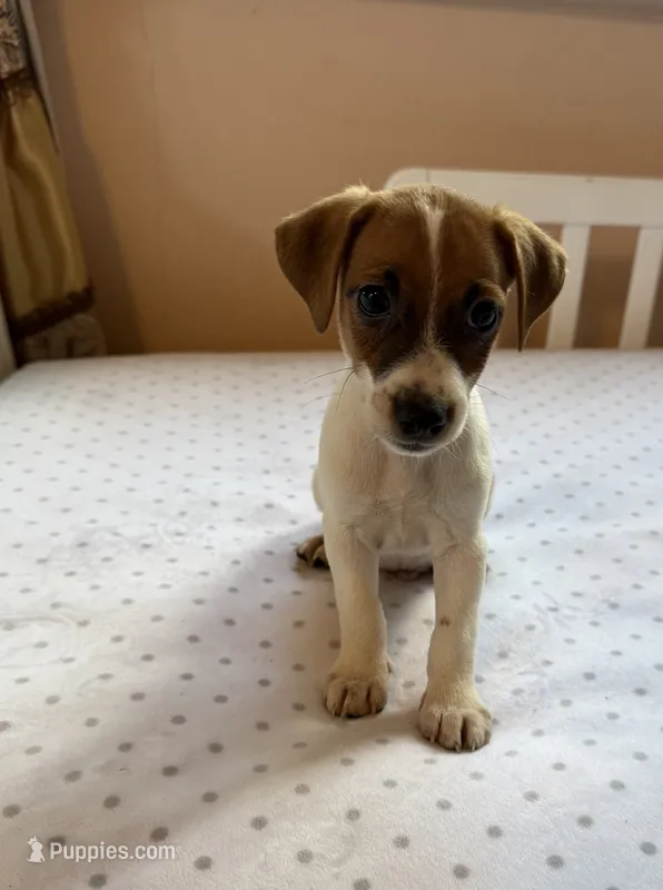 Zach – Jack Russell Terrier puppy for sale in Chariton, IA