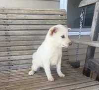 Honey , a female Shiba Inu for sale in Chariton, IA – 3 of 5