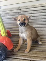 Hailey , a female Shiba Inu for sale in Chariton, IA – 5 of 5